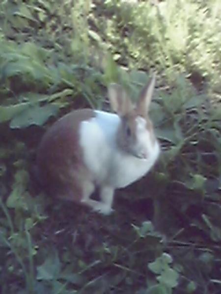 ma lapine