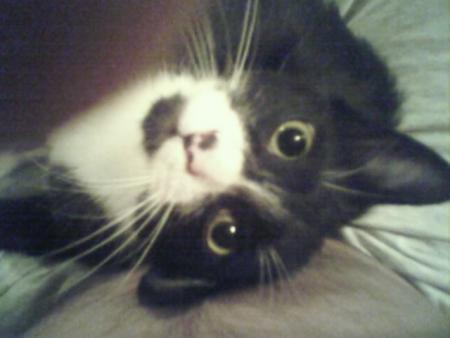 mon chat