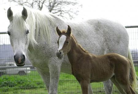 100%horse