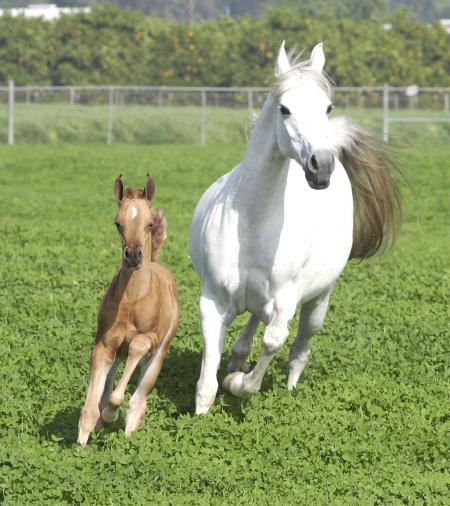 100%horse