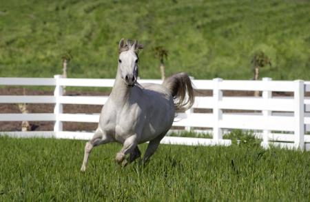 100000000%cheval blanc