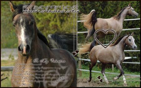 j'aime les chevaux